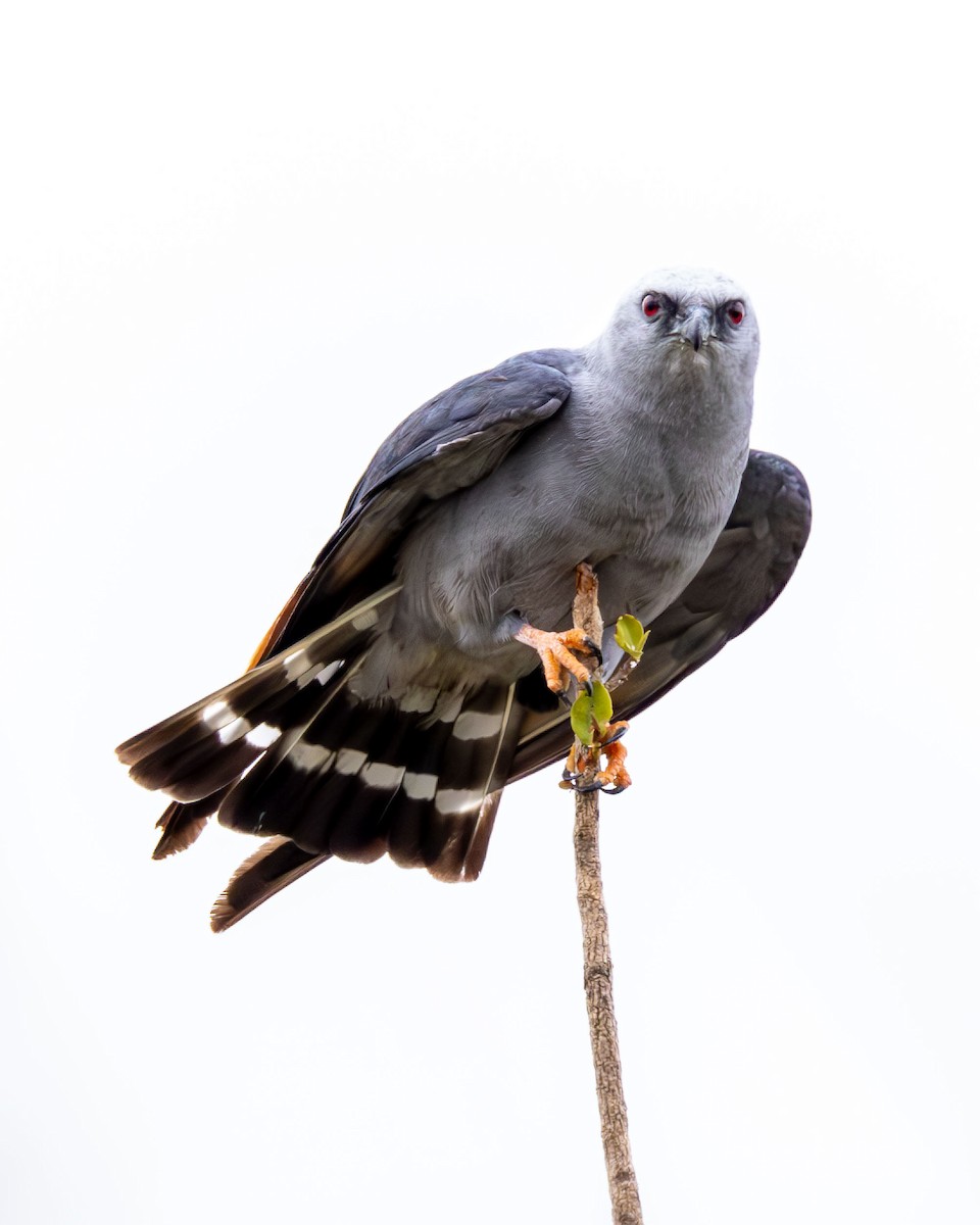 Milan bleuâtre - ML645641681