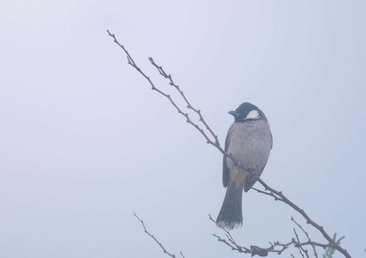 Bulbul à oreillons blancs - ML645641682