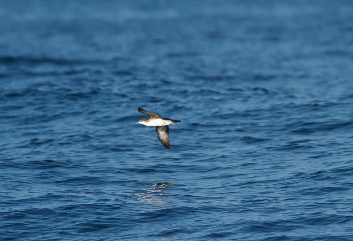 Puffin persique - ML645641683