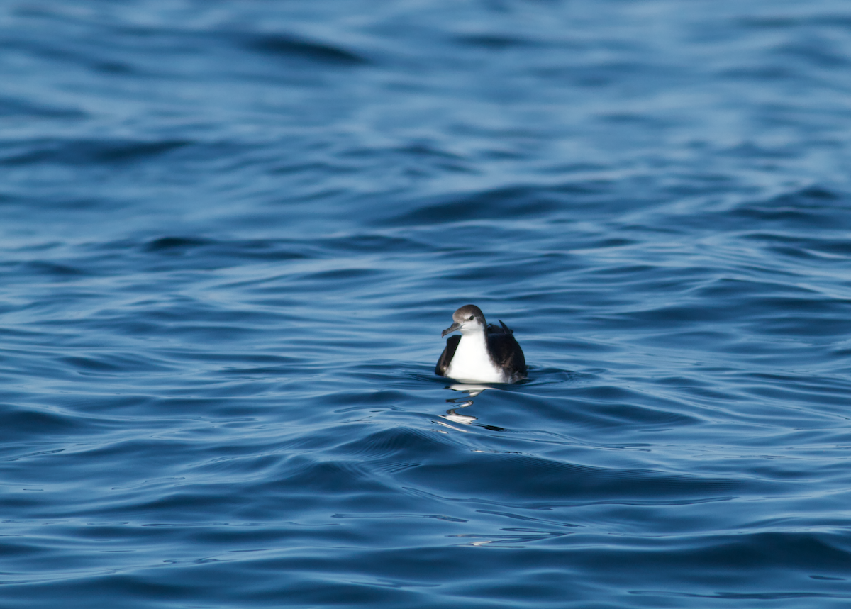 Puffin persique - ML645641684