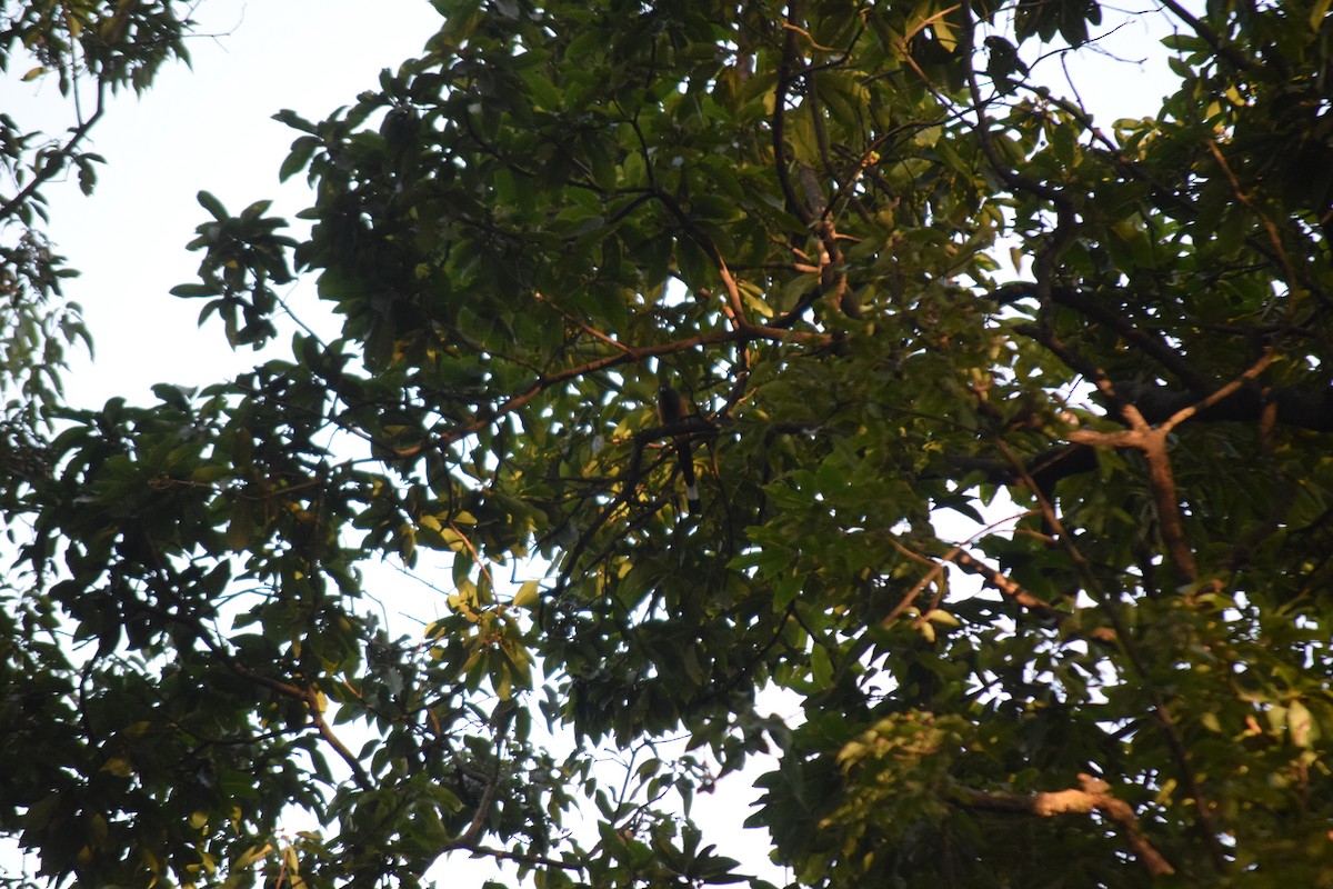 Témia vagabonde - ML645641686