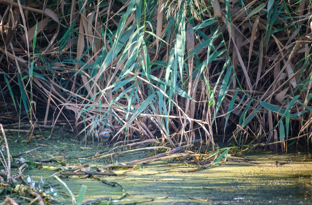 Gorgebleue à miroir - ML645641687