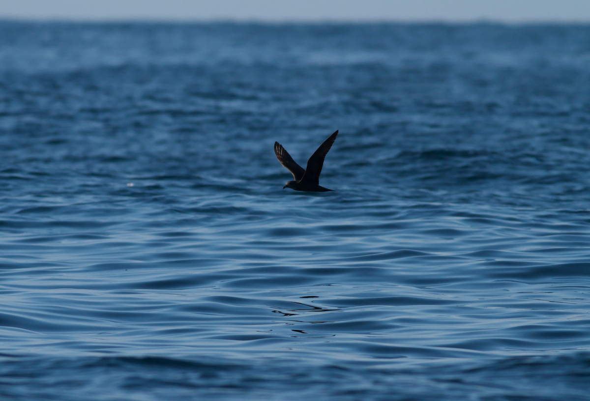 Pétrel de Jouanin - ML645641688