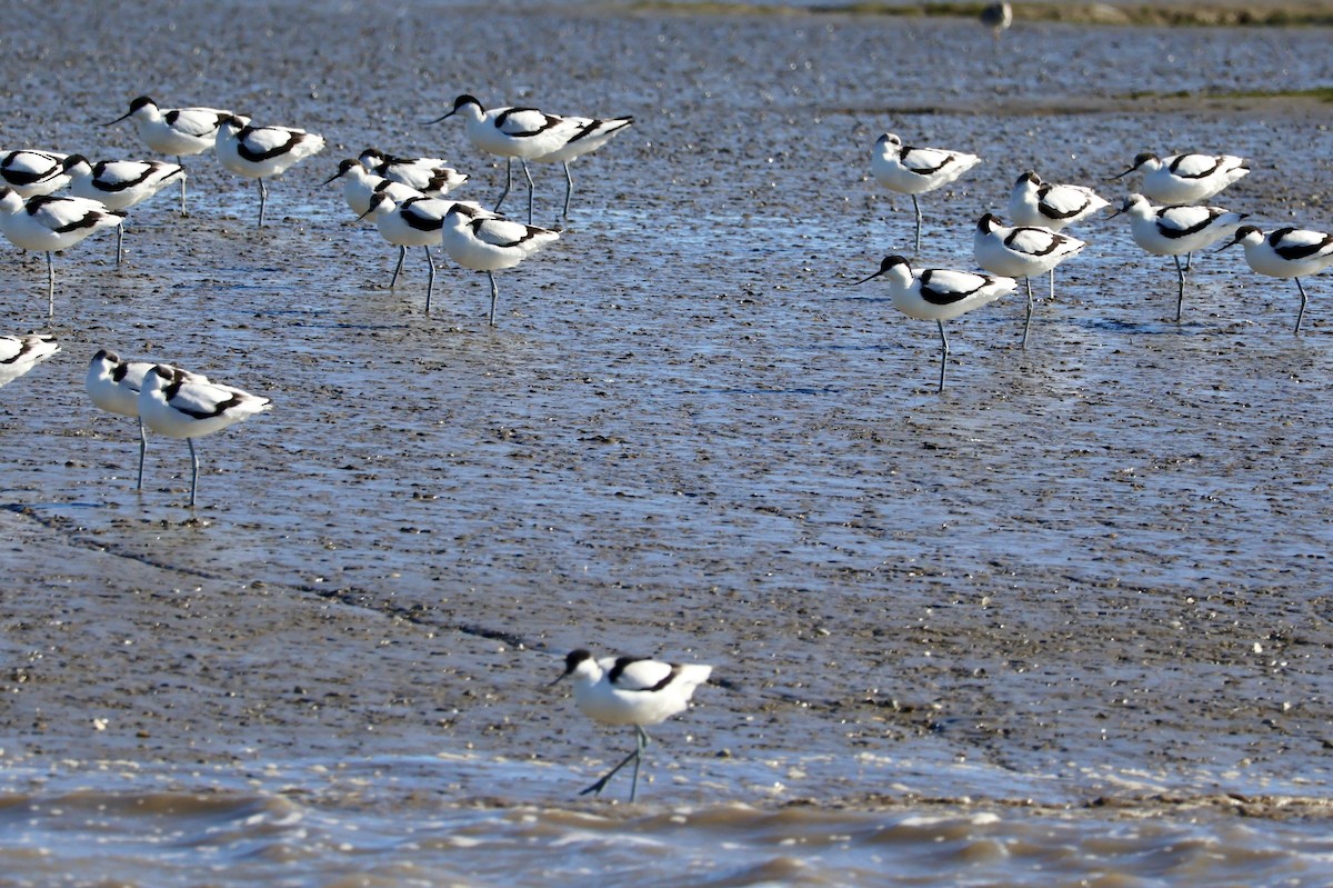 Avocette élégante - ML645641690