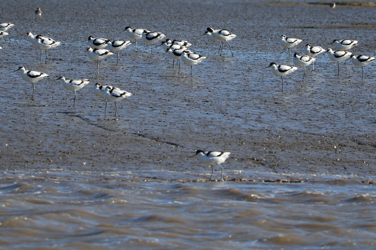 Avocette élégante - ML645641691