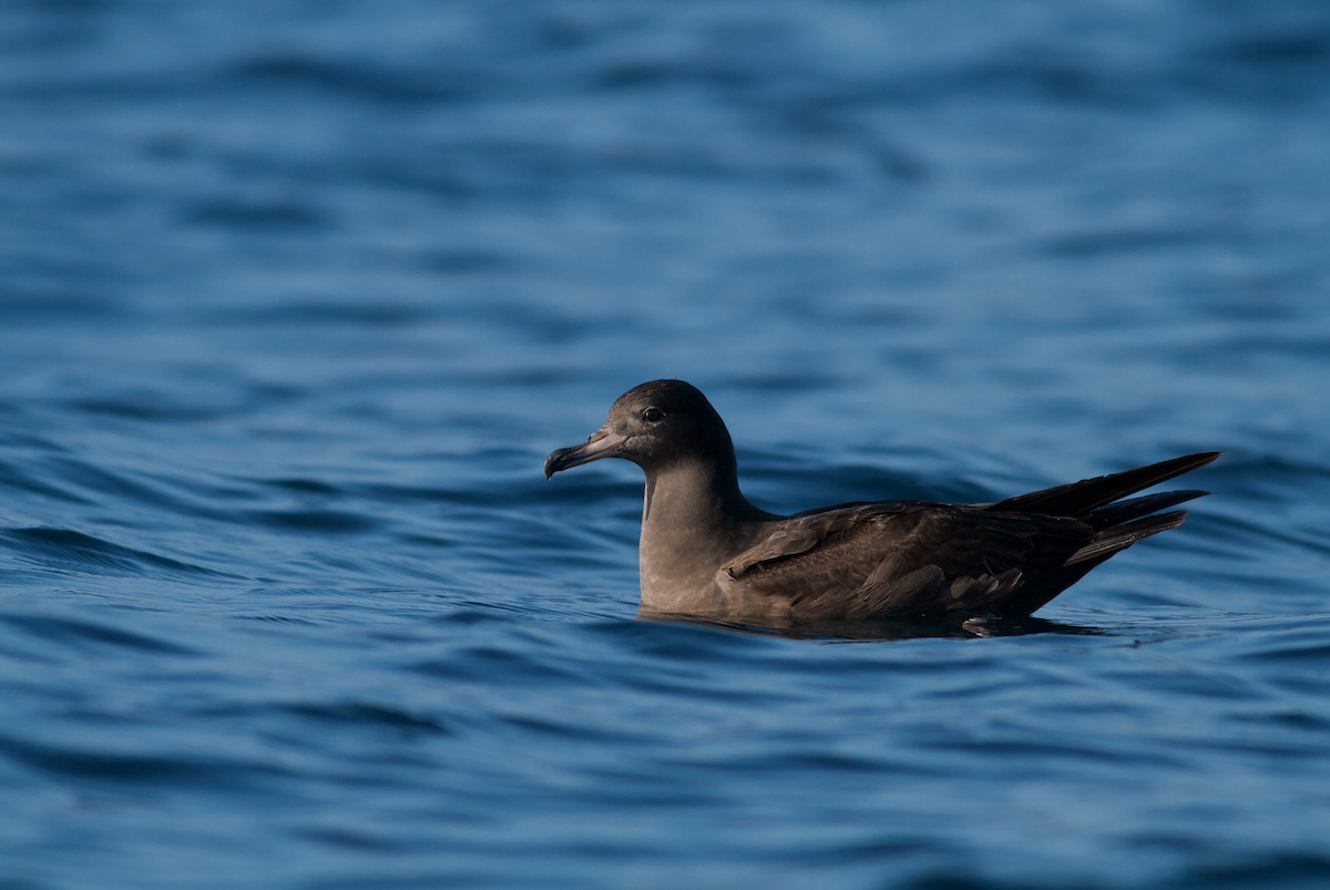 Puffin à pieds pâles - ML645641692