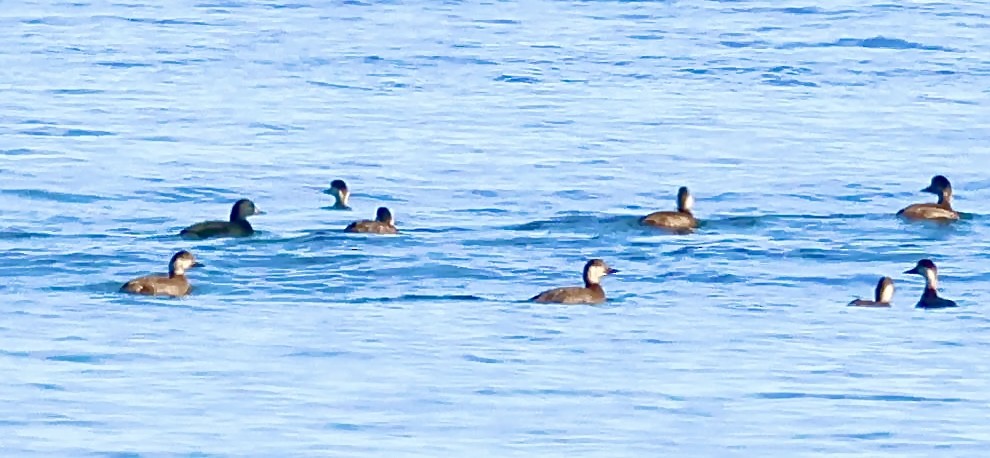 Ahatebeltz eurasiarra - ML645641693