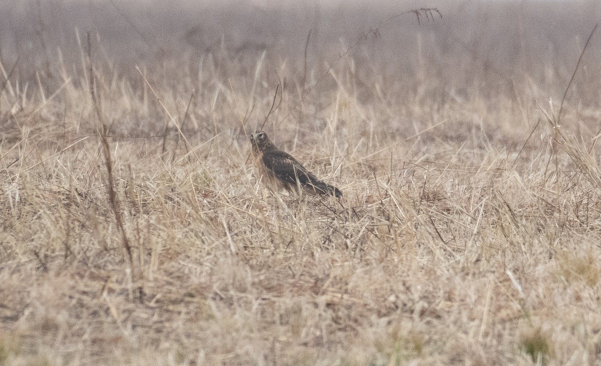 Mirotz zuri iparramerikarra - ML645641694