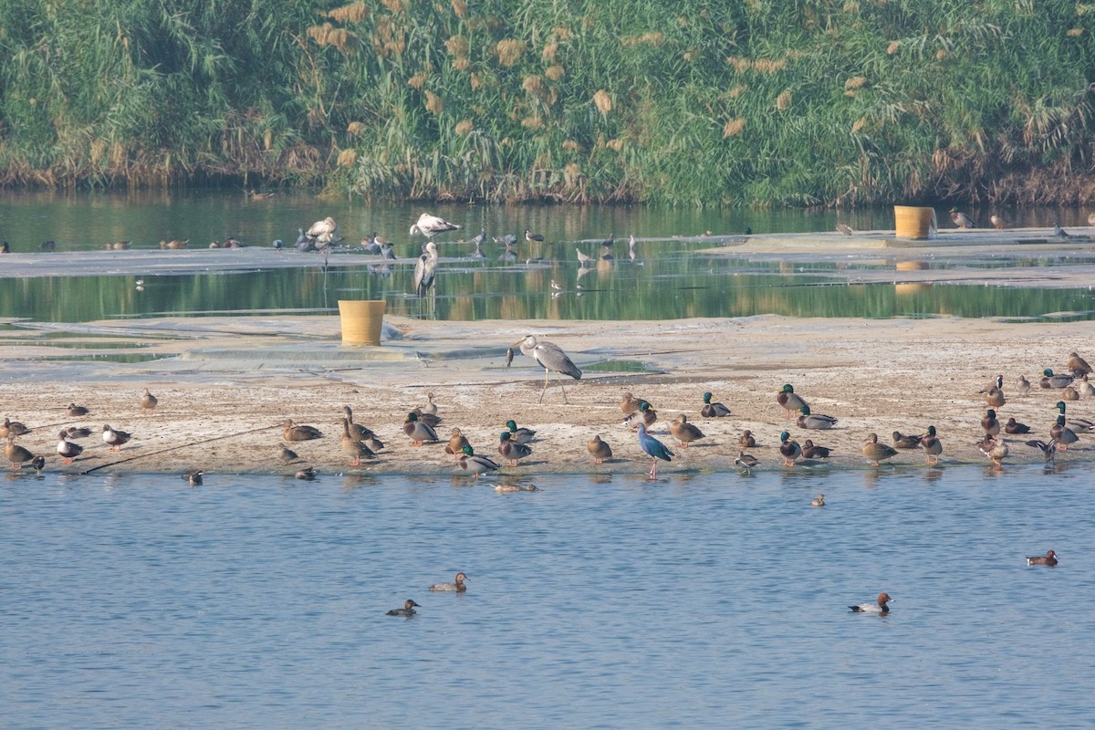 Koartza hauskara - ML645641695