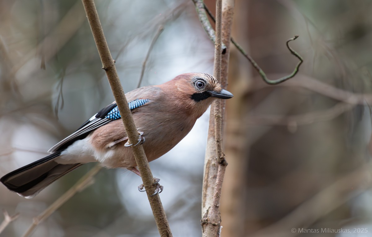 Eskinoso eurasiarra - ML645641697