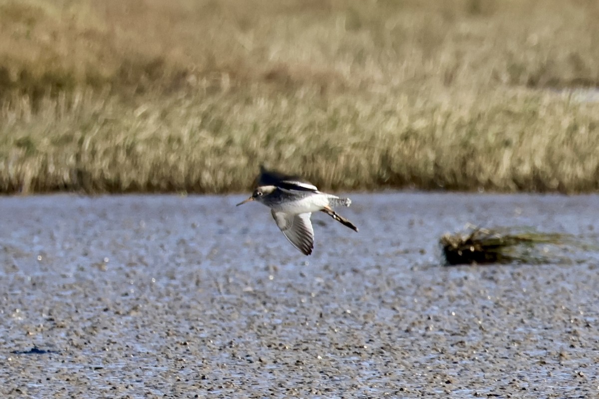 Bernagorri arrunta - ML645641698