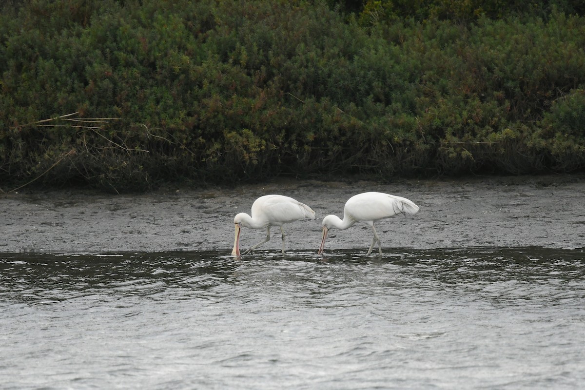 Mokozabal mokohoria - ML645641699