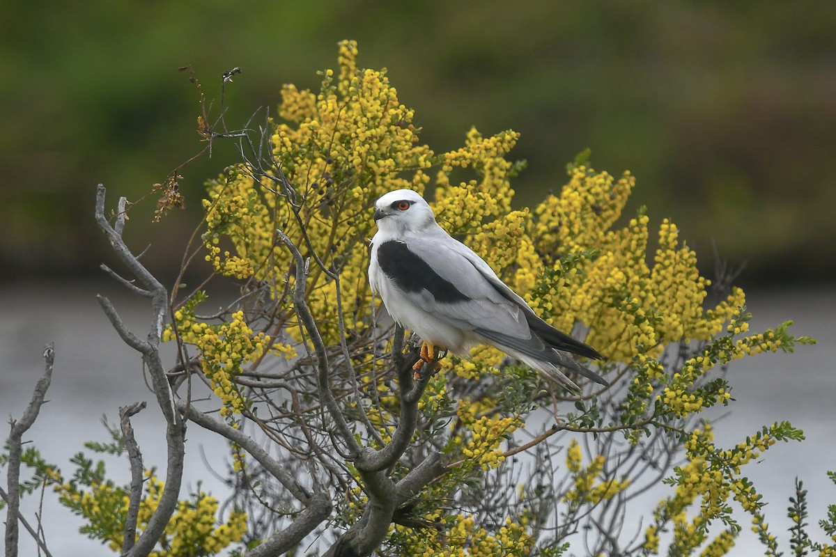Black-shouldered Kite - ML645641700