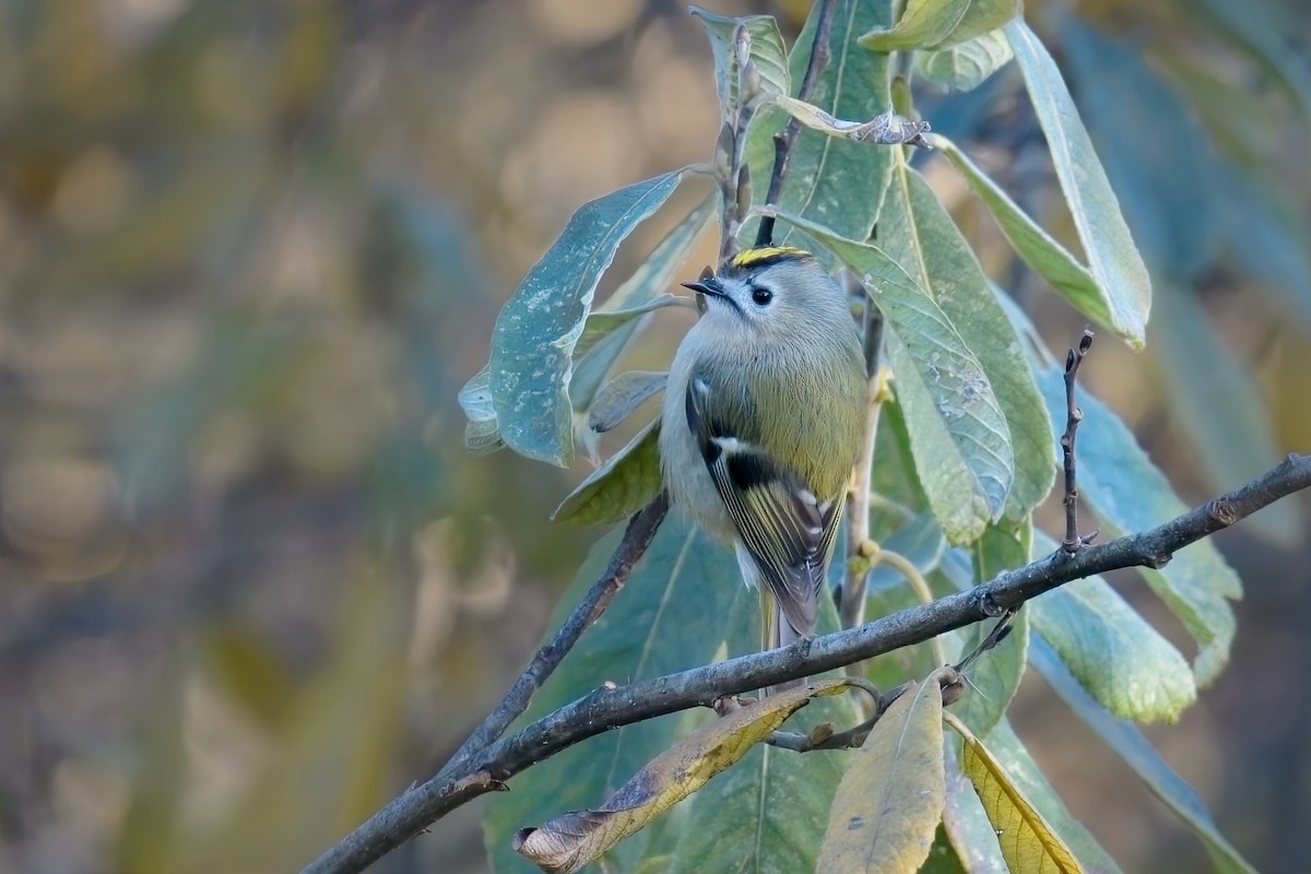 Mendi-erregetxoa - ML645641701