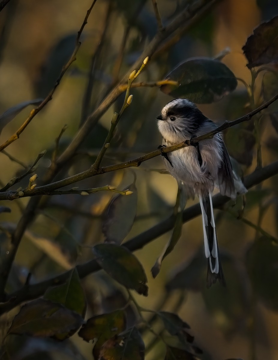 Buztanluze arrunta - ML645641702