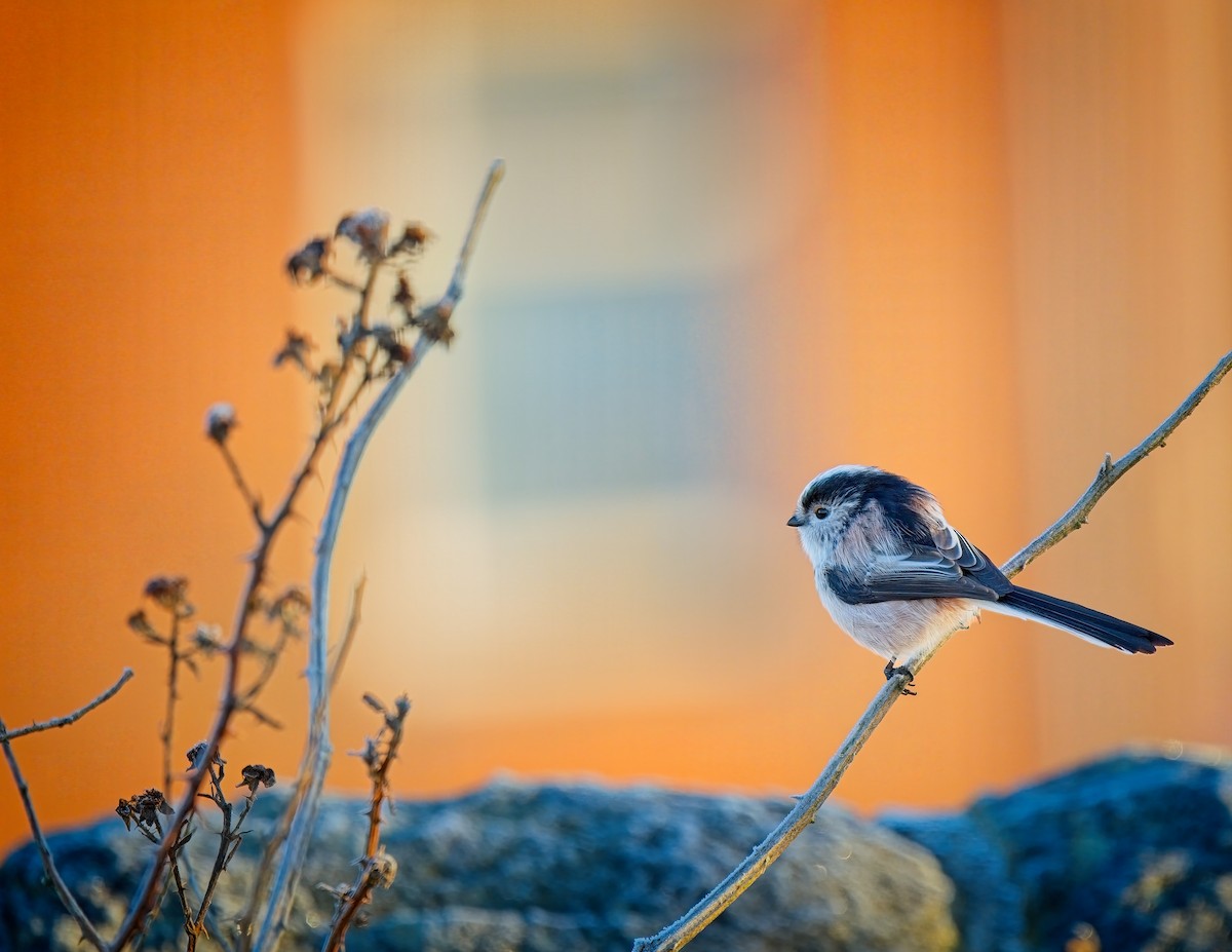 Buztanluze arrunta - ML645641703