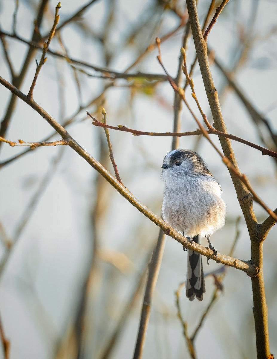 Buztanluze arrunta - ML645641704