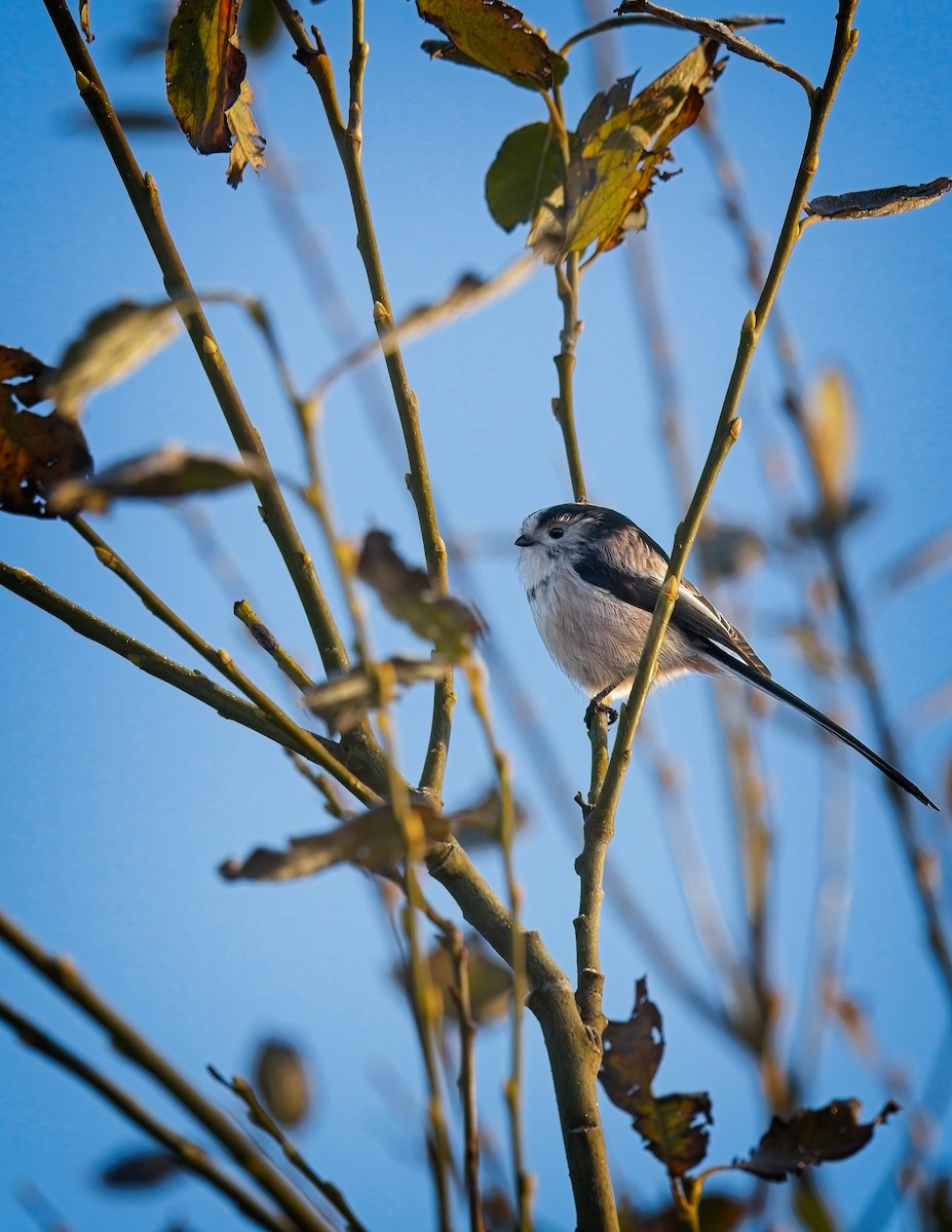 Buztanluze arrunta - ML645641705