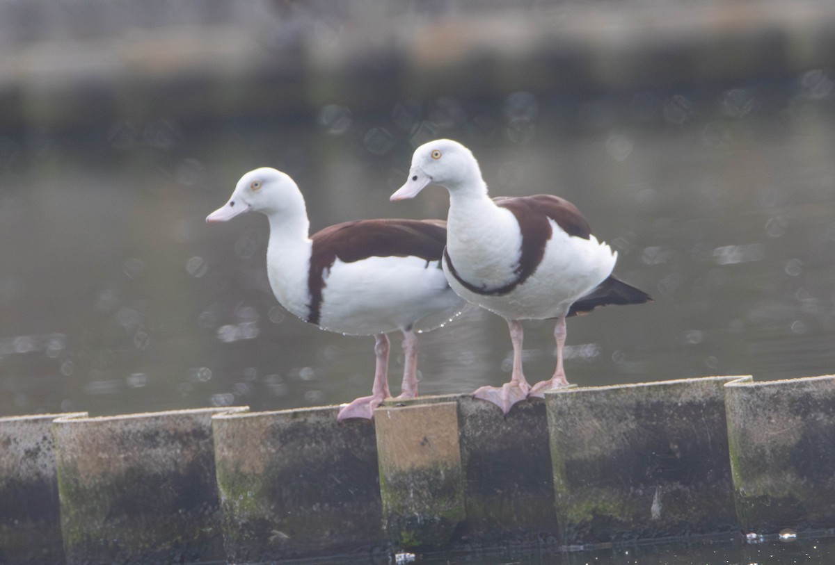 Raja paita - ML645641706