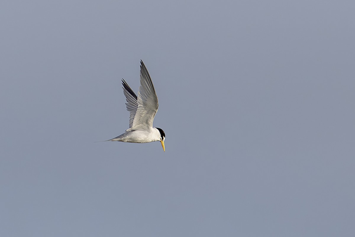 Txenadatxo antillarra - ML645641707