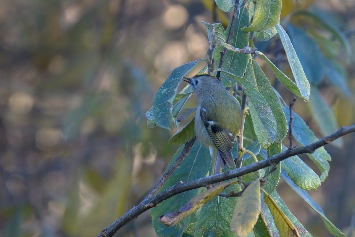 Mendi-erregetxoa - ML645641708