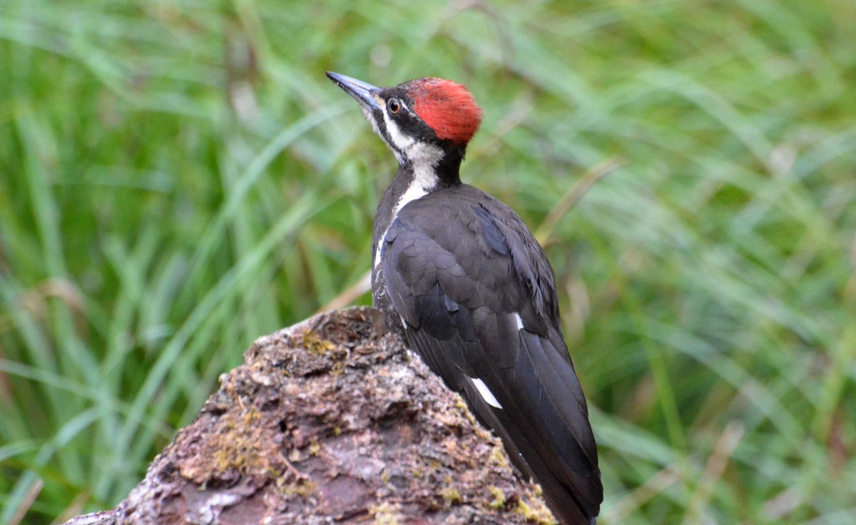 Pileated Woodpecker - ML64564171