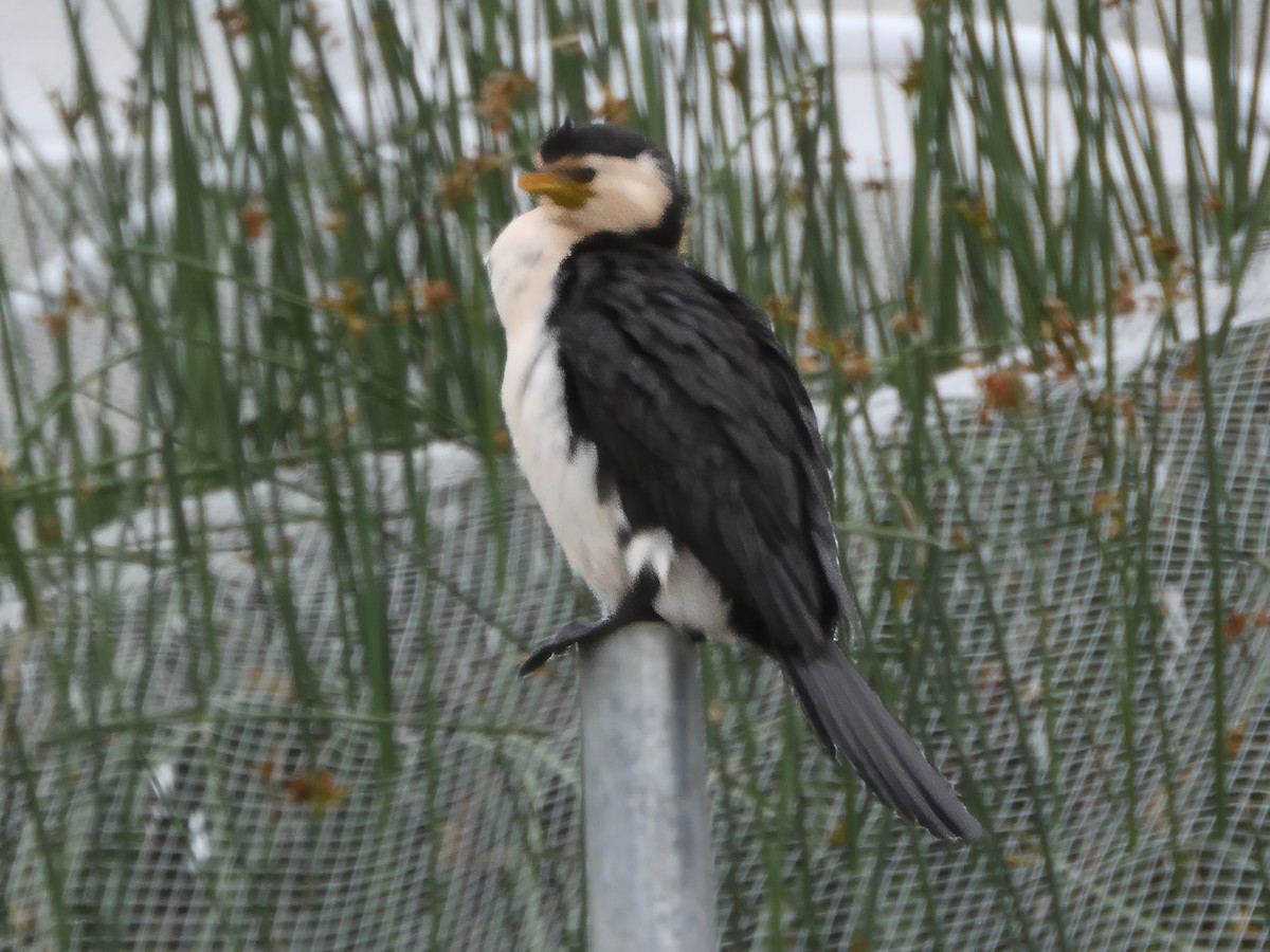 Little Pied Cormorant - ML645641711