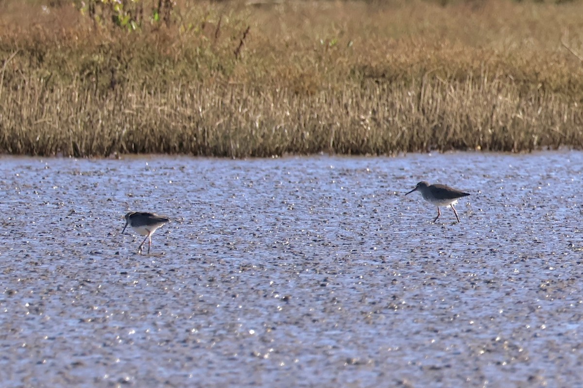 Bernagorri arrunta - ML645641712