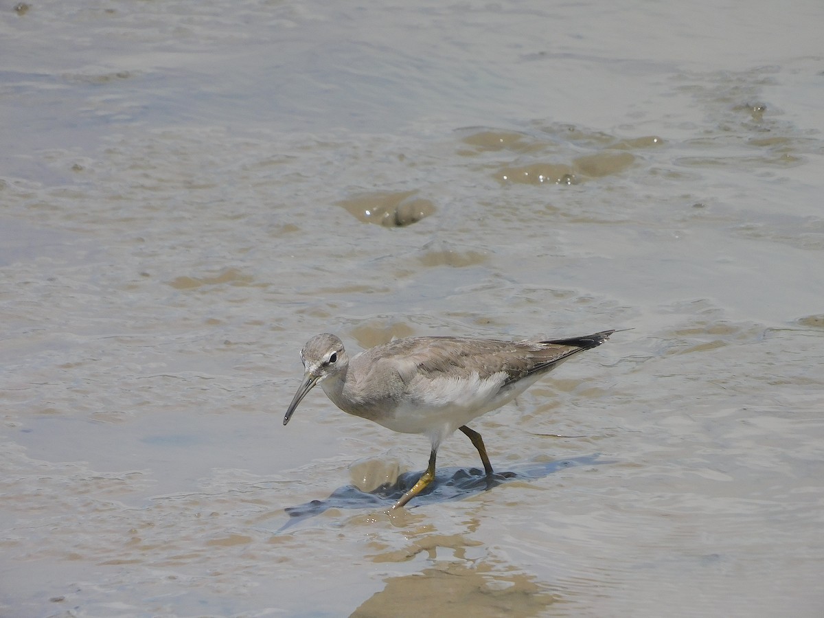 キアシシギ - ML645641713