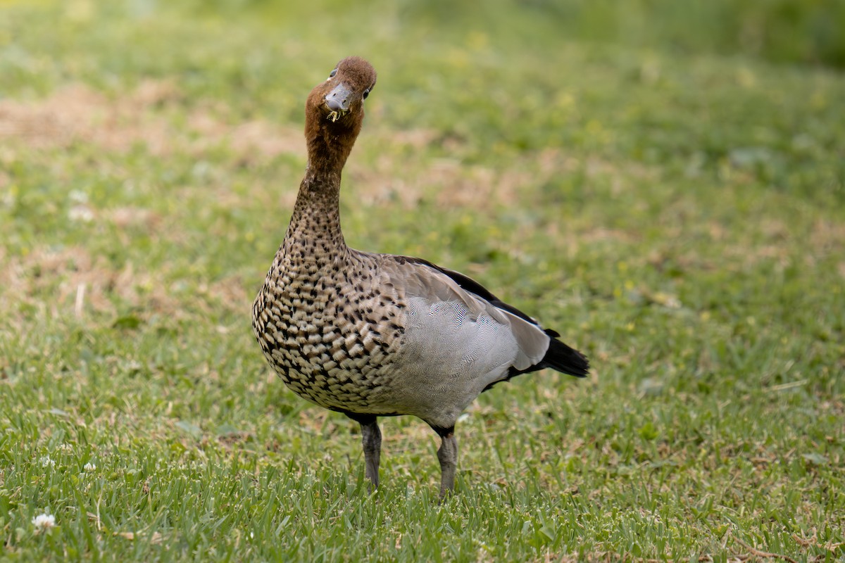 タテガミガン - ML645641714