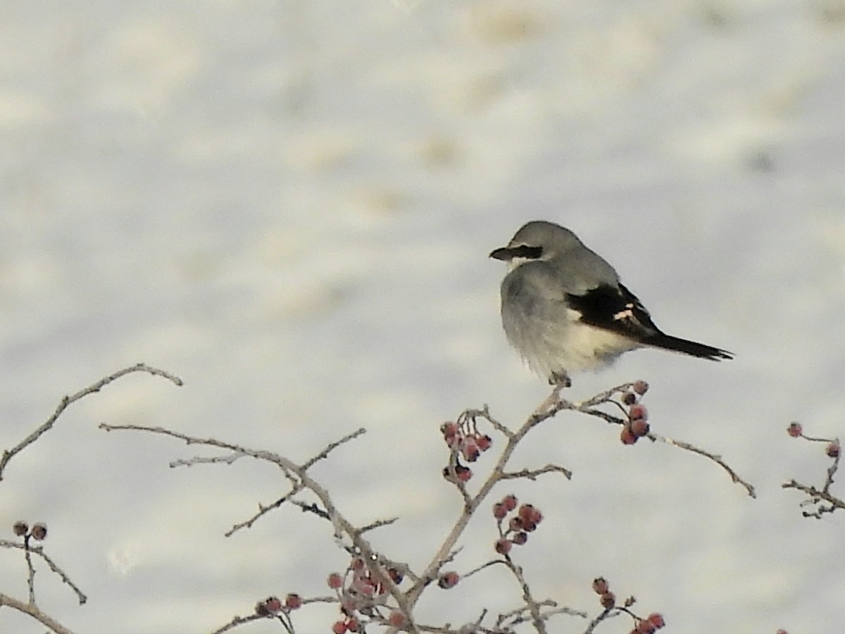 Antzandobi handi arrunta - ML645641716