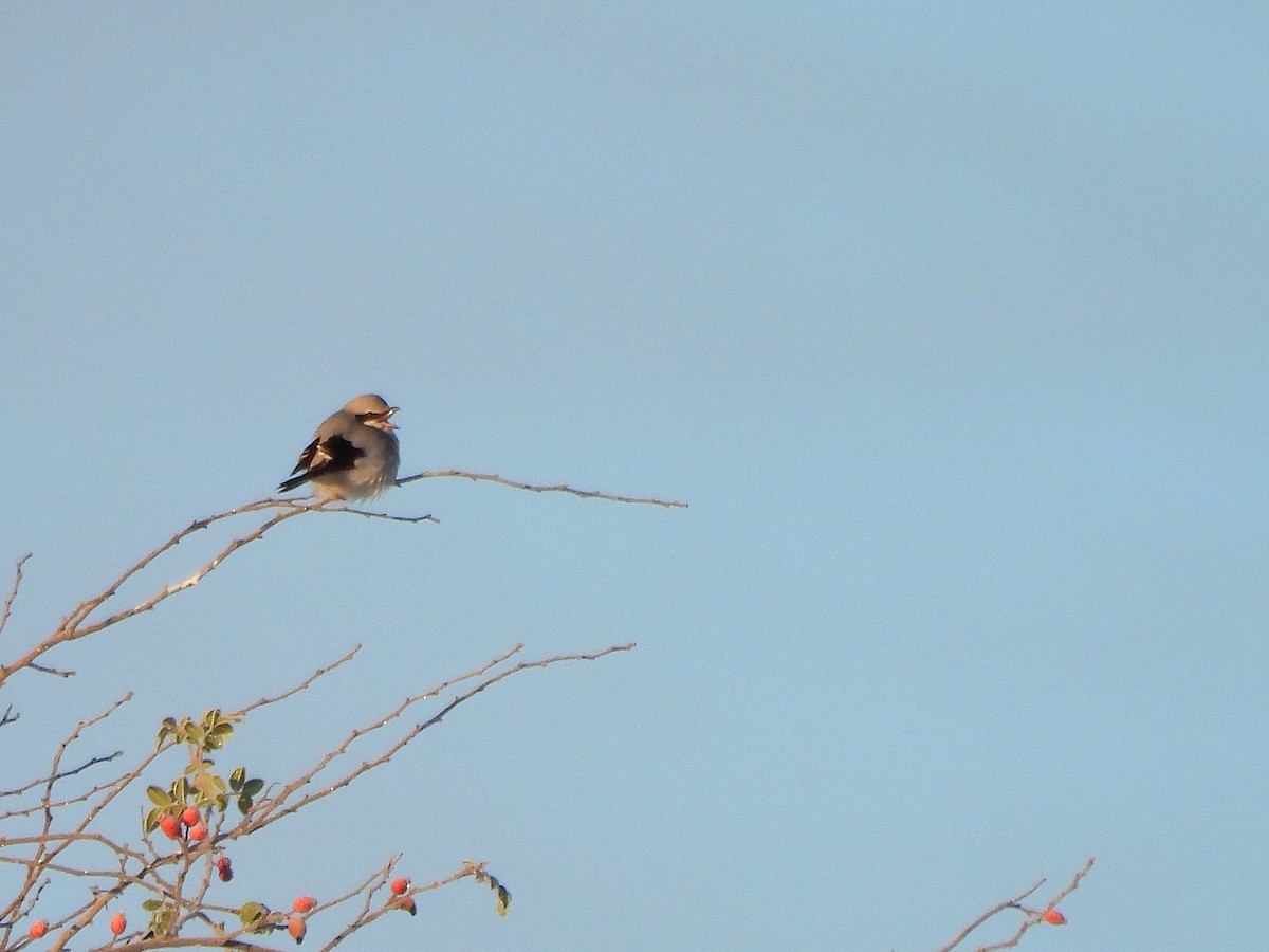 ヨーロッパオオモズ - ML645641718