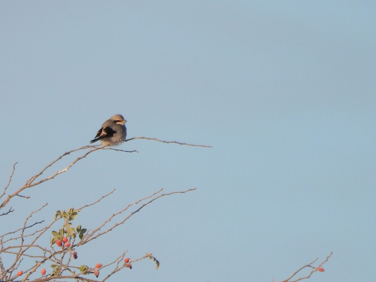 ヨーロッパオオモズ - ML645641719