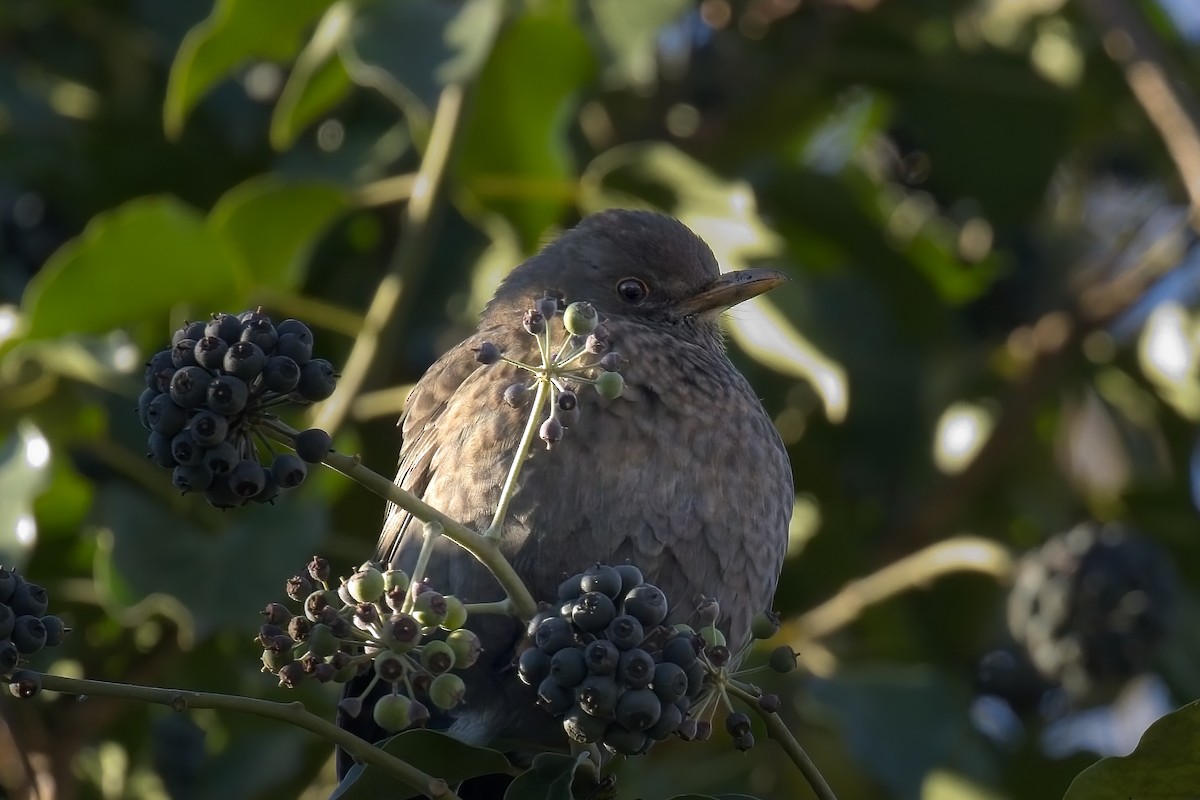 Zozo arrunta - ML645641720