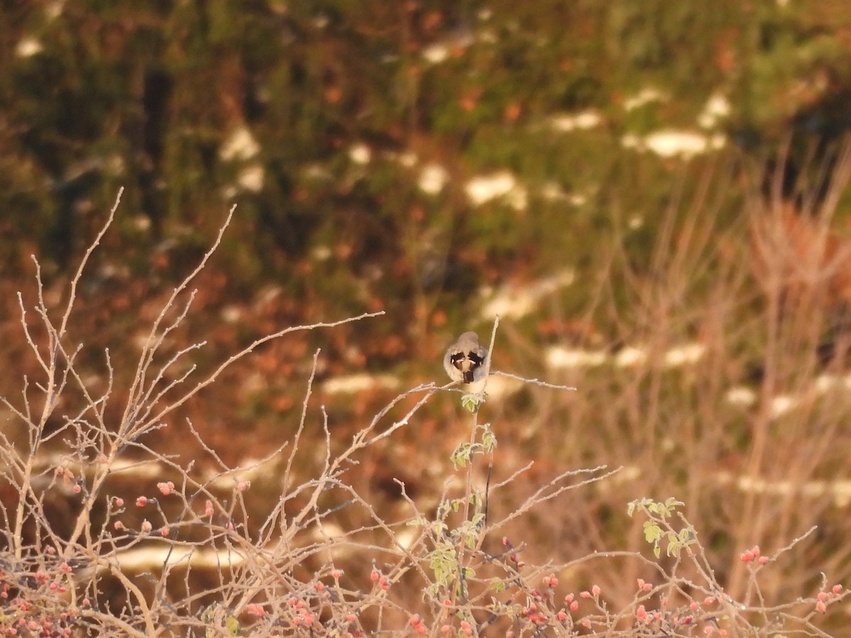 ヨーロッパオオモズ - ML645641721