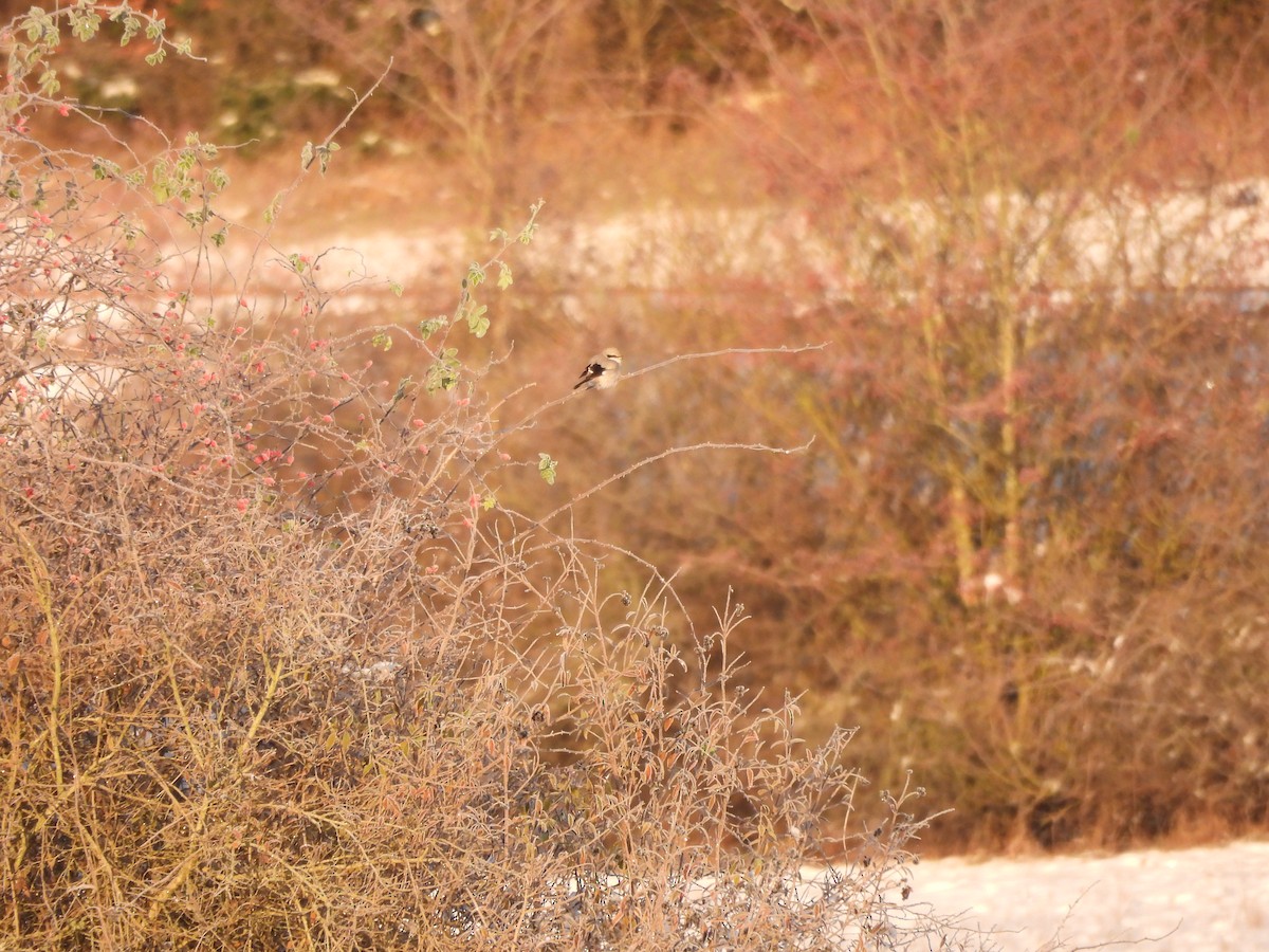 ヨーロッパオオモズ - ML645641722