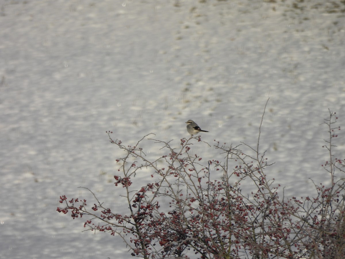 ヨーロッパオオモズ - ML645641723