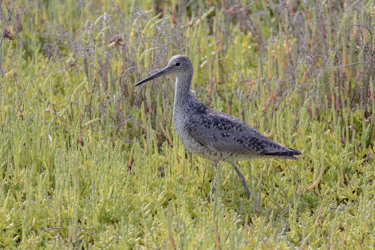 ハジロオオシギ - ML645641724