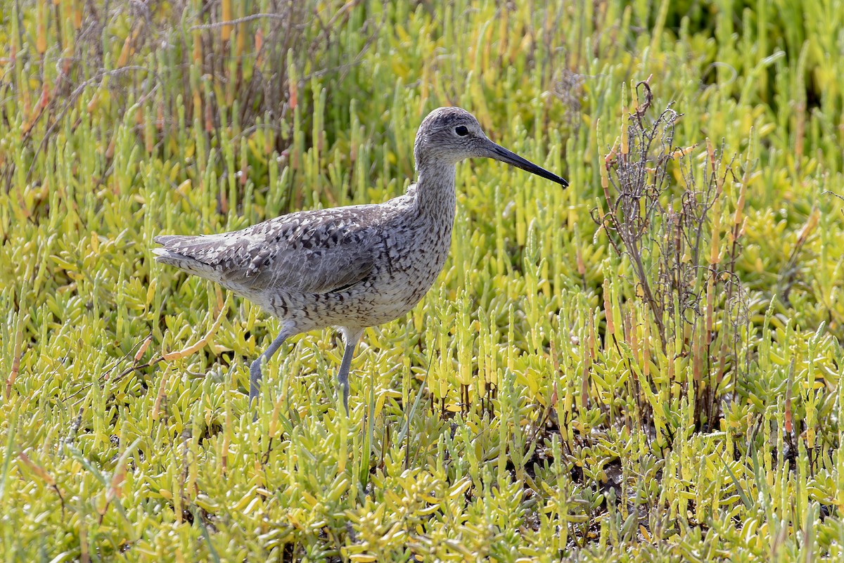 ハジロオオシギ - ML645641725