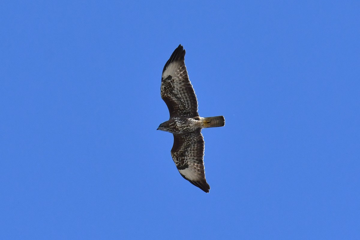 ヨーロッパノスリ - ML645641727