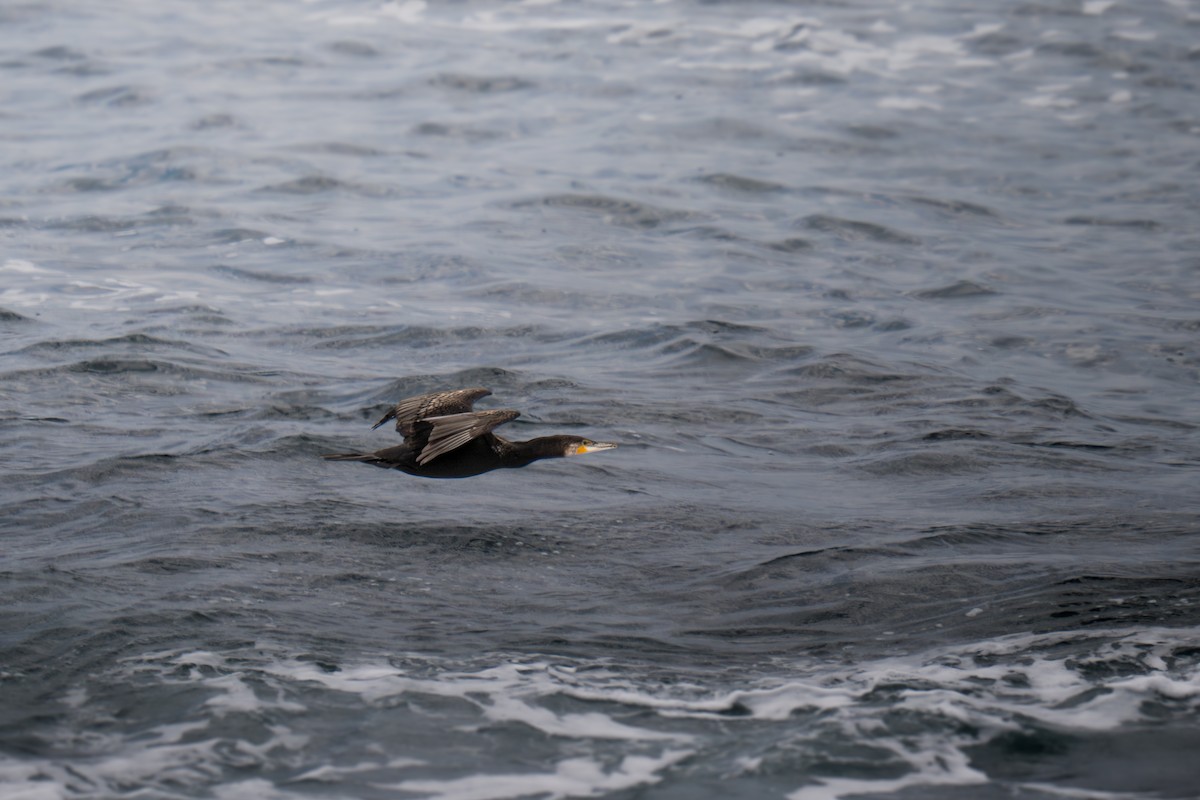 カワウ - ML645641728