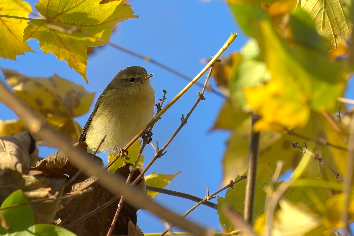 チフチャフ - ML645641729