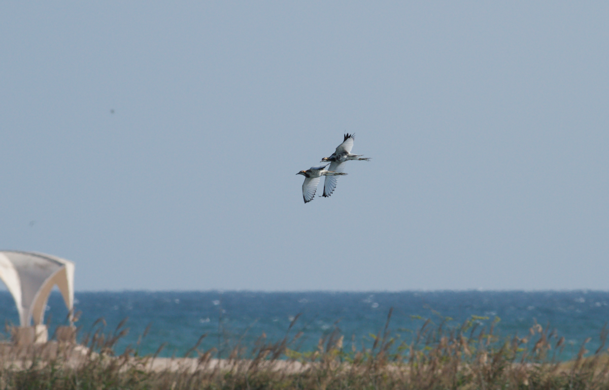 レンカク - ML645641730