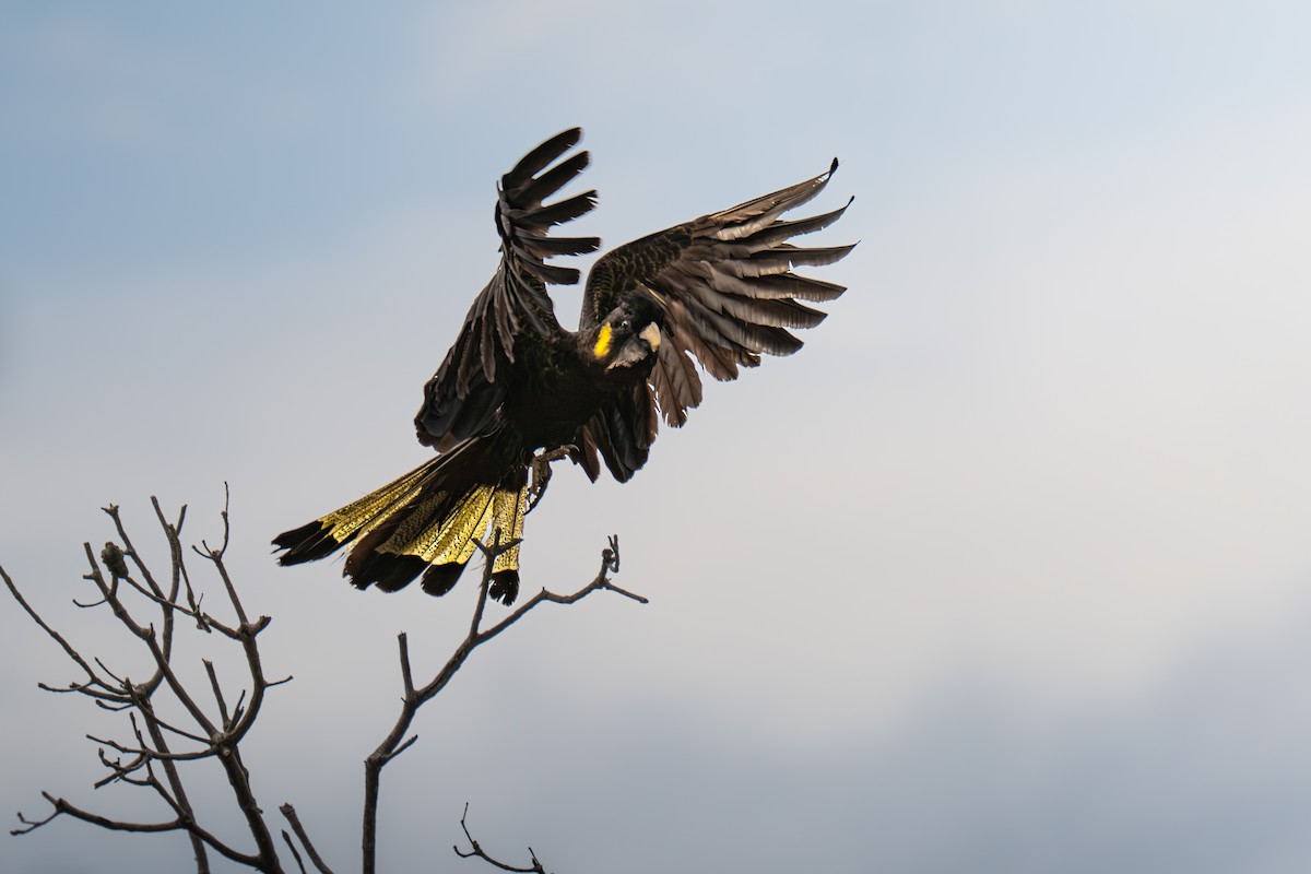 キイロオクロオウム - ML645641732