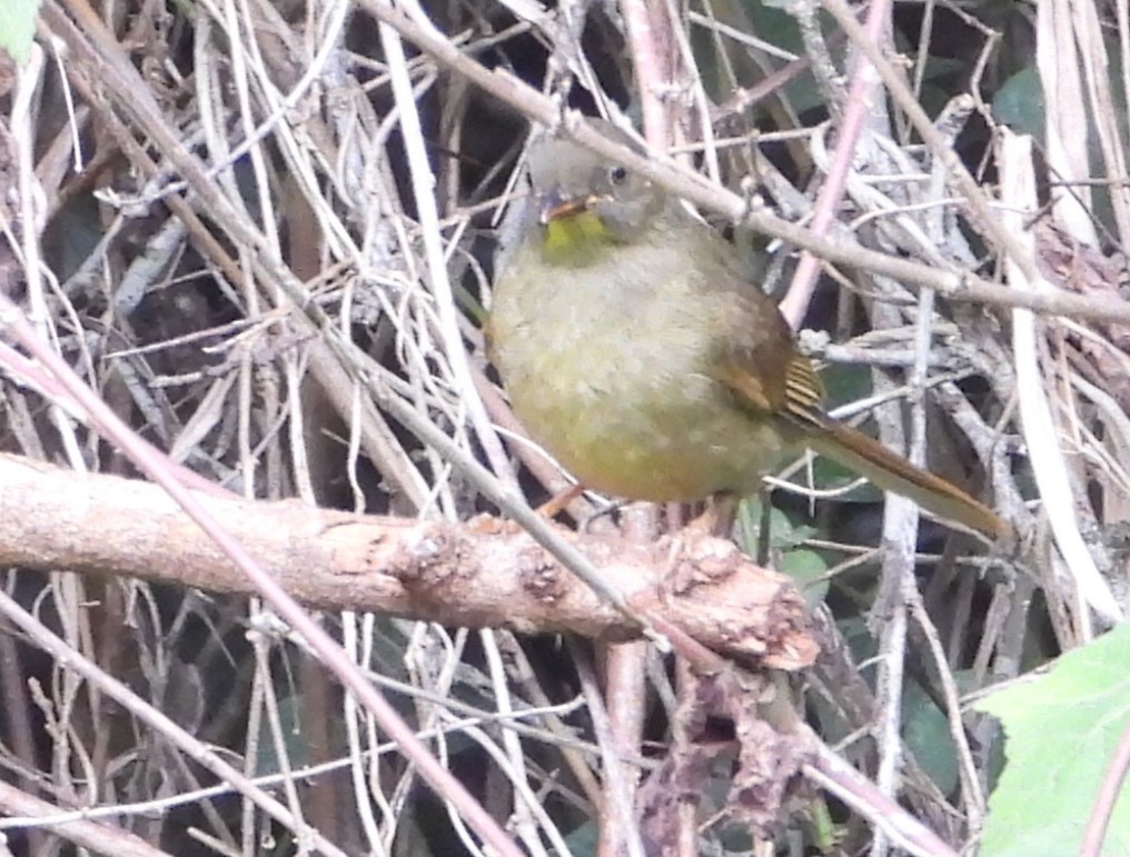 キタヤナギムシクイ - ML645641735