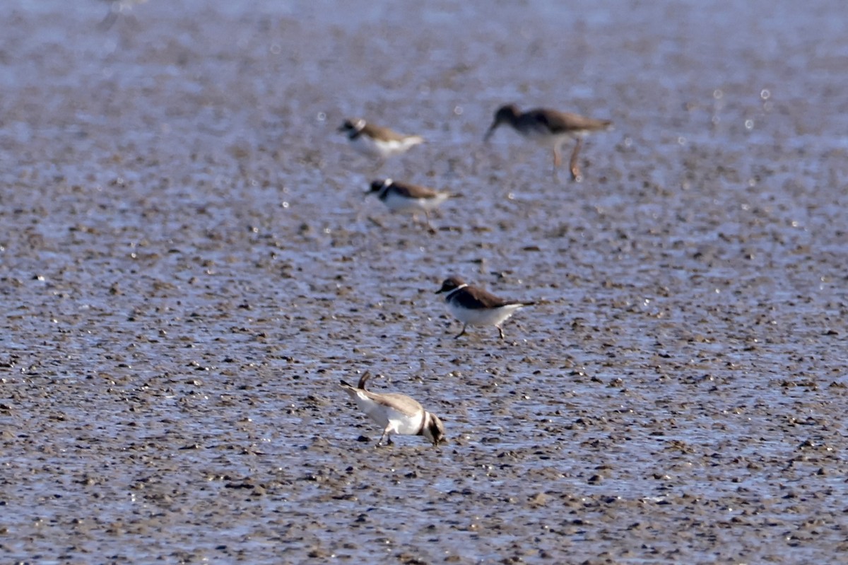 ハジロコチドリ - ML645641737