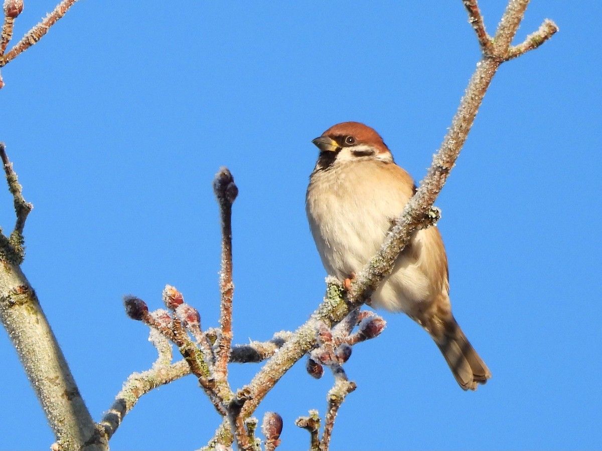 スズメ - ML645641738