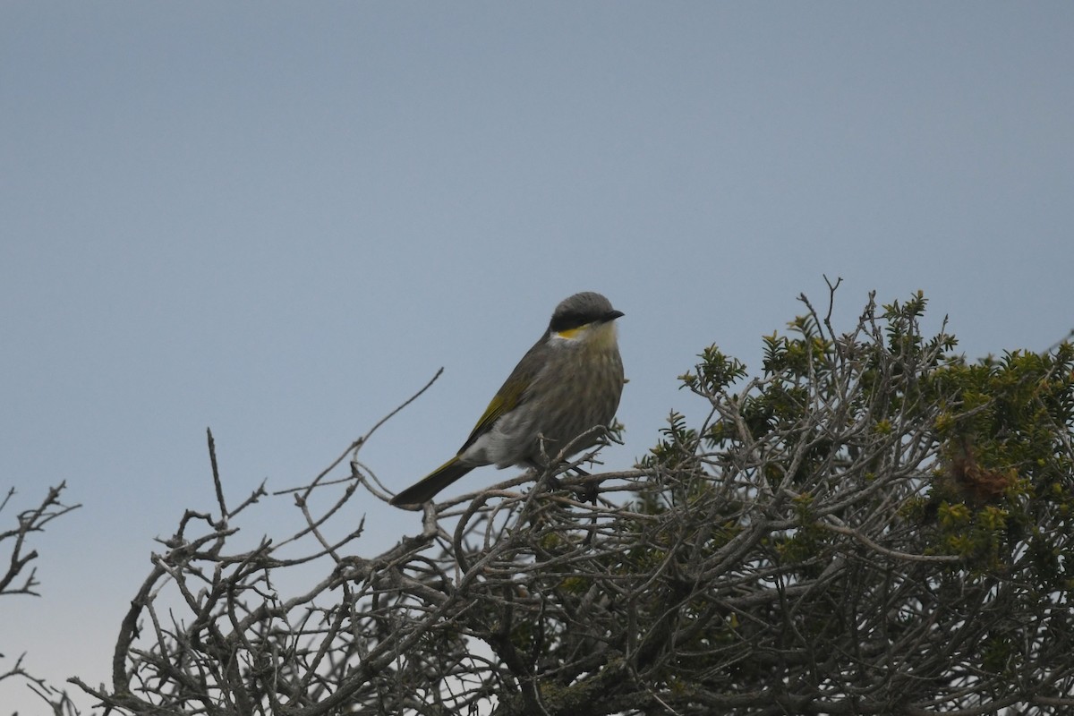 ウタイミツスイ - ML645641739