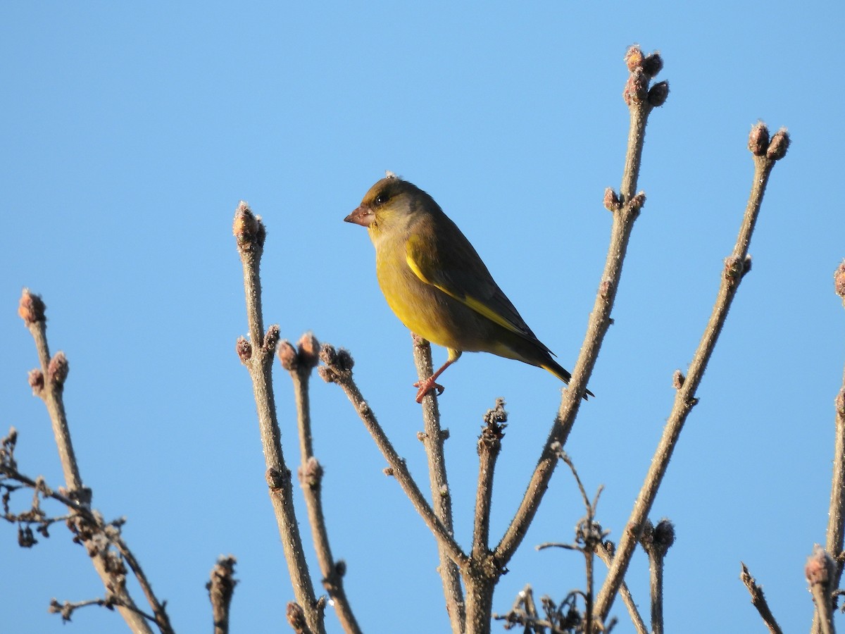 アオカワラヒワ - ML645641740