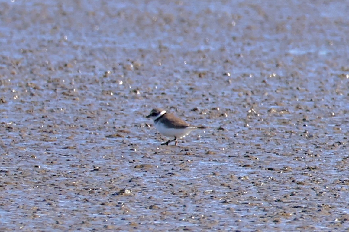 ハジロコチドリ - ML645641745